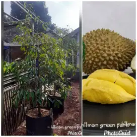 Promo bibit pohon durian musangking asli 100%