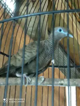 Perkutut Majapahit