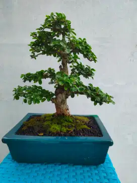 Bonsai Sisir siap Pajang Ukuran L