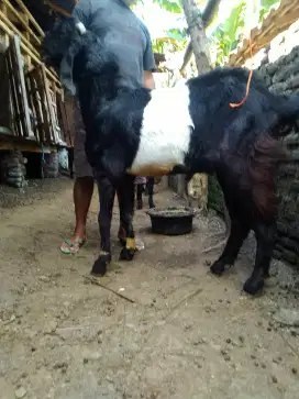 Kambing kendit jantan jumbo