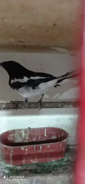 Burung kacer kacher semi pur bahan prospek gacor masteran murai