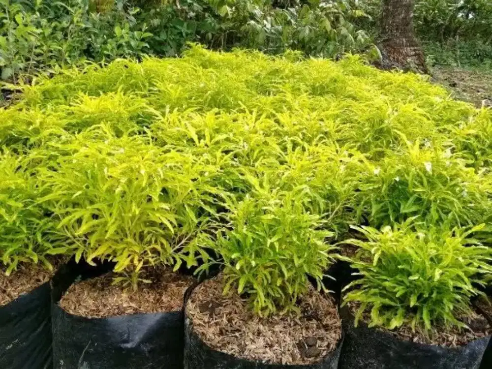 Jual pohon broccoli kuning