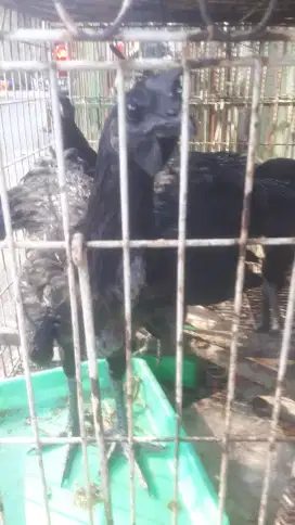 Jual Ayam Hitam Cemani remaja mulus siap kirim seprovinsi