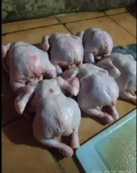 Ayam karkas fresh
