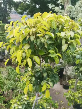 Pohon bonsai beringin golden