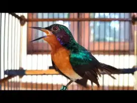 Kolibri wulung Kowul full metalik