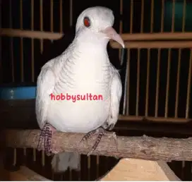 Burung perkutut putih lurik albino mata merah