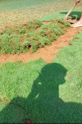 Jual  rumput gajah mini