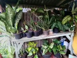 Aneka tanaman hias