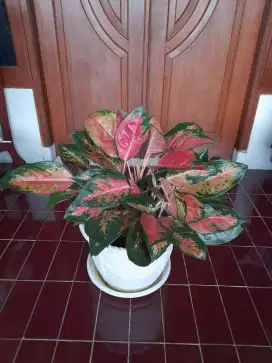 Aglonema, Anthurium, Keladi (Part 1)