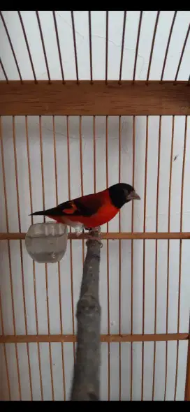 Jantan red siskin klasik Gacor siap kawin