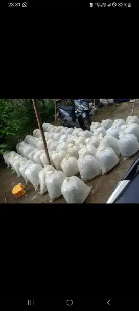 Bibit ikan mas literan