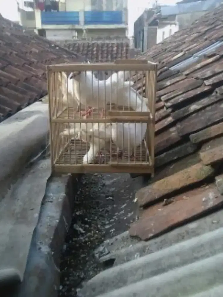 sepasang burung merpati putih polos untuk wedding or ceremony