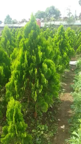 Pohon Cemara kipas tinggi 1meter-2meter