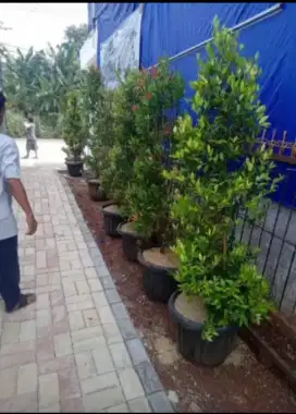 Pohon pucuk merah plus pot