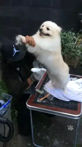 Grooming kucing anjing panggilan kerumah sekitaran Tangerang pondok