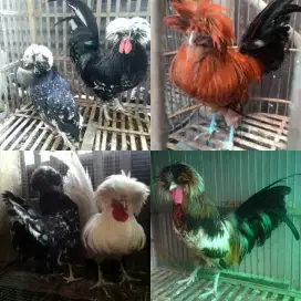 Ayam hias polan ,mahkota , polandia ori