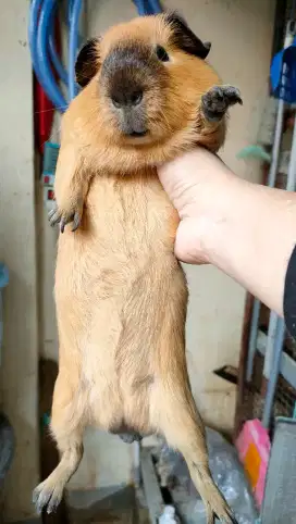 Guinea pig american California cream cavi cavy marmut tikus Belanda gp