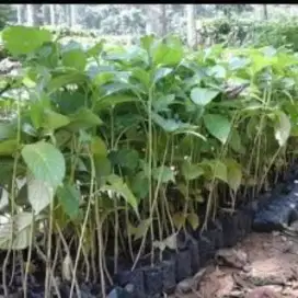 Bibit kayu Jabon