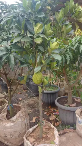 Pohon buah nangka madu uk. 2 meter - pohon nangka berbuah