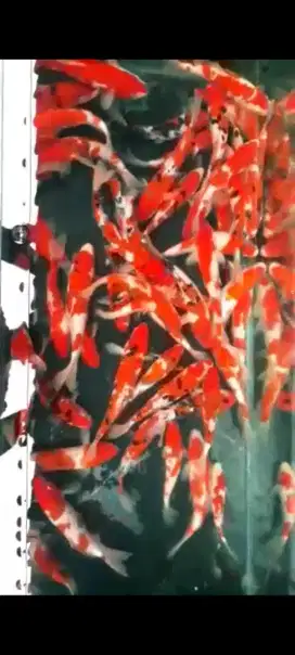 Bibit IKAN KOI LEPAS KARANTINA PUSAT GRACIA KOI
