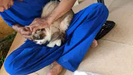 Grooming Tinypet panggilan kerumah