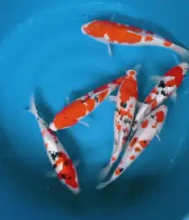 IKAN KOI DI GRACIA BIKIN HIDUP GAK GITU2 AJA