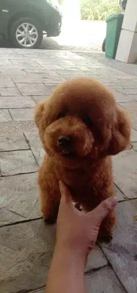 Loker lowongan kerja pet groomer grumer mobile keliling berpengalaman