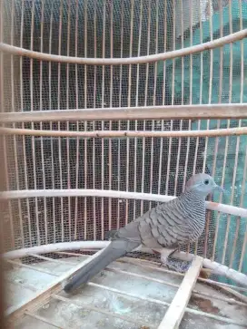 Burung perkutut lokal rajin bunyi