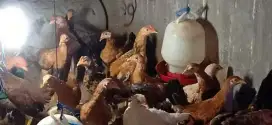 Ayam kampung asli dewasa