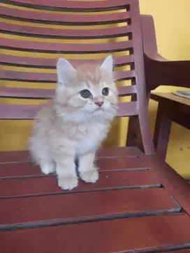 Kucing persia kitten
