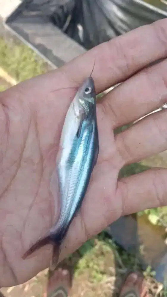Bibit ikan patin