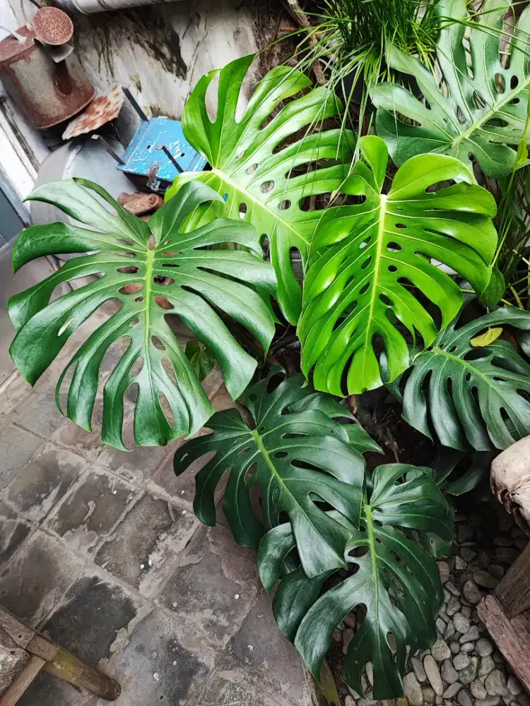 Tanaman Monstera King Daun Gede Subur