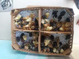 Doc ayam kampung asli