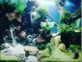 JASA Setting Aquascape & Aquarium