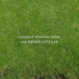 Harga Supplier Rumput Stadion Lapangan Zoysia Matrella Sleman