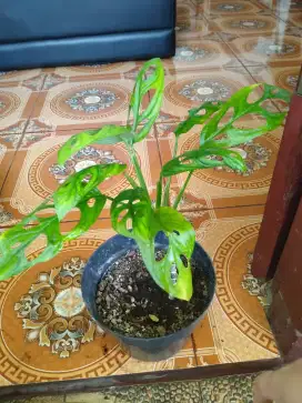 Tanaman Hias Janda Bolong (Monstera AdanSonii)