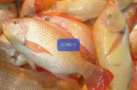 Terlaris Ikan Nila Merah Konsumsi Bisa Dikirim Keseluruh Indonesia