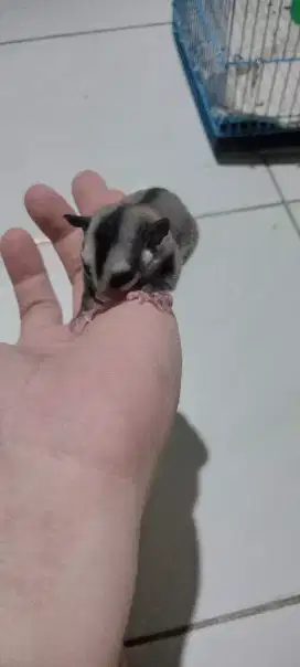 Sugar Glider Joey