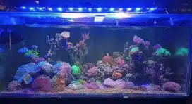 Aquarium air laut full set