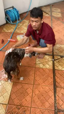Termurah jasa grooming anjing kucing panggilan cukur bulu mandi rumah
