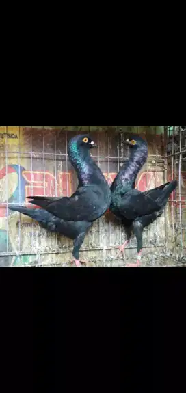 Merpati Maltez Hitam dove