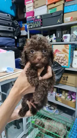 CHOCO POODLE MALE / JANTAN