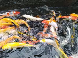 Paket Ikan hias koi