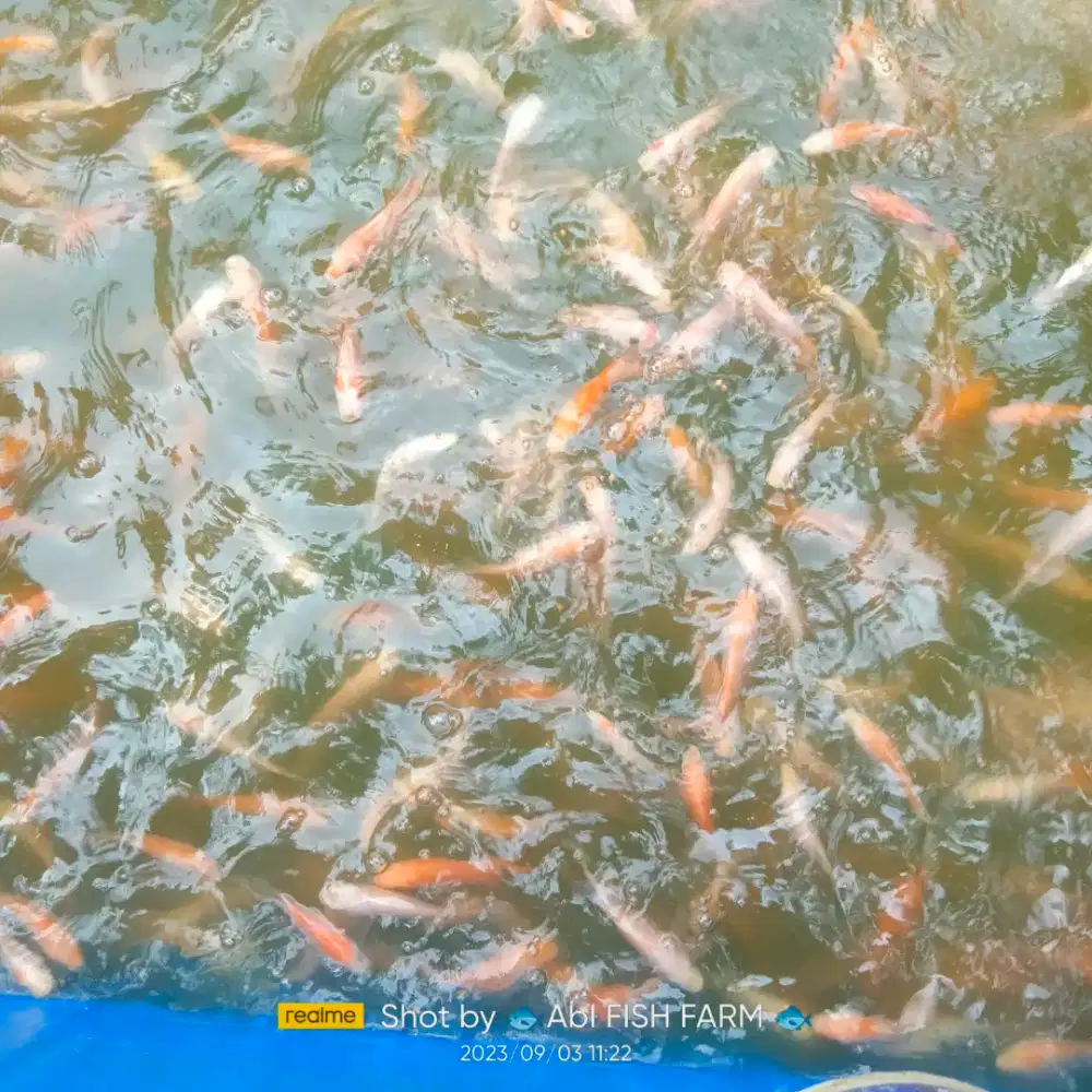 Bibit ikan Nila merah monosex 7-8cm