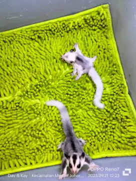 Sugar glider Joy mozaik