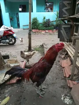 Ayam bangkok mangon