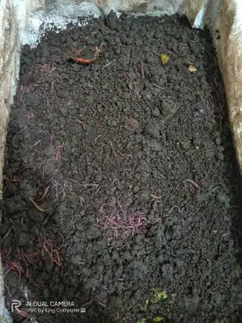 Cacing tanah / cacing merah / cacing anc 1kg