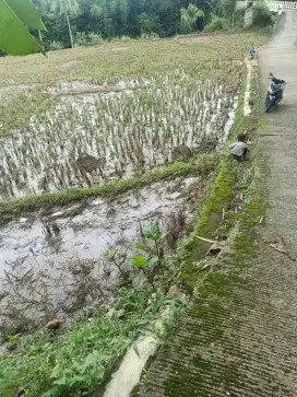 Sawah air bagus walo kemarou