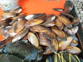 Terlaris Kijing Hidup Bisa Dikirim Keseluruh Indonesia